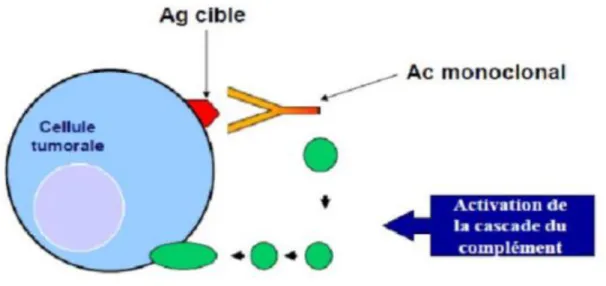 Figure 13 : Mécanismes d'action des anticorps monoclonaux dans l'immunothérapie antitumorale : la  CDC