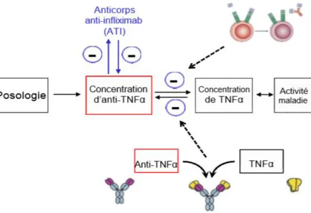 Figure  17  :  L’élimination des AcMo après fixation sur leur antigène-cible implique que la quantité  d’antigène-cible va influencer la pharmacocinétique, comme dans l’exemple des AcMo anti-TNF  α 