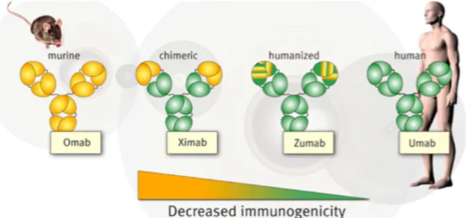 Figure  8  :  Les  différentes  générations  d’anticorps  thérapeutiques.  En  fonction  du  pourcentage  de  séquences  humâmes,  on  parle  d’anticorps  munns,  chimériques,  humanisés  et  humains,  et  l’immunigénicité  est  réduite