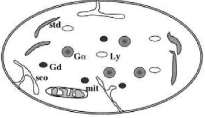 Figure 1. Représentation schématique d’une plaquette. Ga : granules a ; Gd : granu les denses ; Ly : lysosomes ; sco :  système canaliculaire ouvert ; mit : mitochondrie ; std : système tubulaire dense  [6]