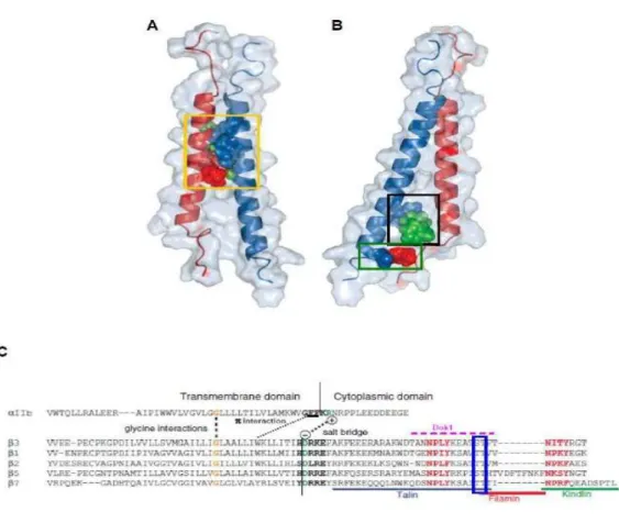 Figure 7 (A,B)  Représentation 3D des segments transmembranaires des sous-unités αIIb et β3.(C) Représentation des  différentes interactions des segments transmembranaires 