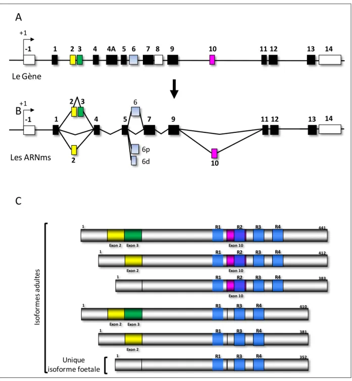 Figure 1 : Représentation schématique, du gène, des ARNm(s) et des différentes isoformes de  Tau adaptée  de (Sergeant et al., 2005):  