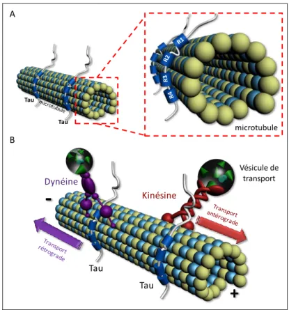 Figure 3 : Interaction Tau et microtubules et transport microtubulaire.  