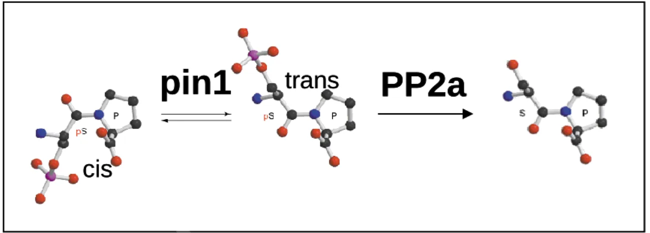 Figure 4 :Pin1 facilite la déphosphorylation de Tau in vitro par la protéine PP2A : 