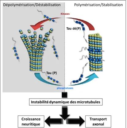 Figure 5 : Schématisation de la régulation de la dynamique microtubulaire par la phosphorylation de  Tau et  conséquences biologiques : 