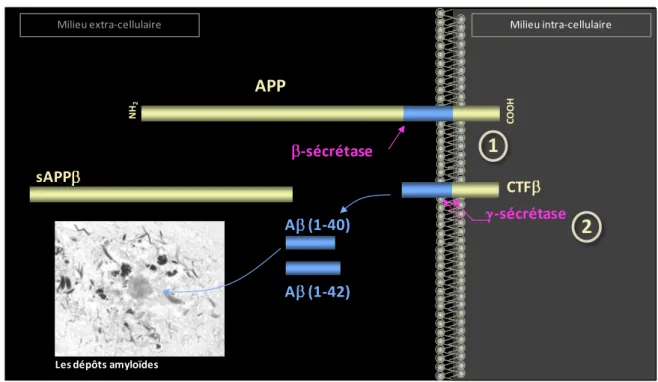 Figure  8 :  Représentation  schématique  de  la  voie  amyloïdogénique  conduisant  à  la  formation  du  peptide  amyloïde-  à partir de son précurseur APP : 