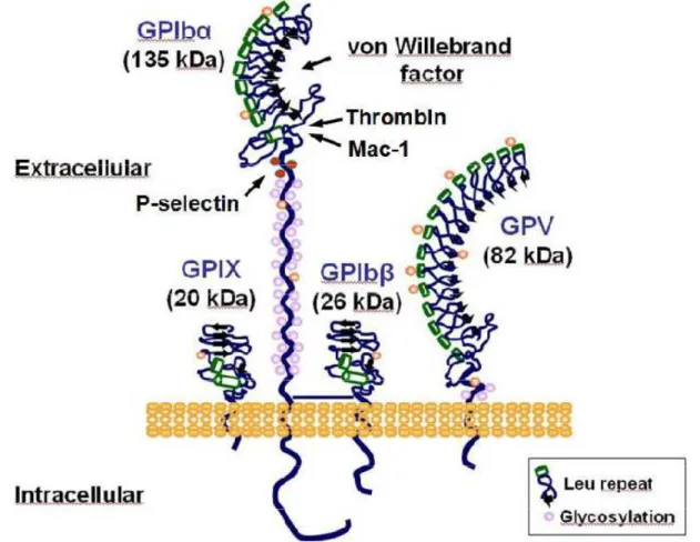 FIGURE  2 :  REPRESENTATION SCHEMATIQUE DU COMPLEXE GPIB - V - IX  [24]. 