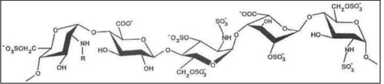 Figure 1: Structure chimique de la molécule d’héparine [5].
