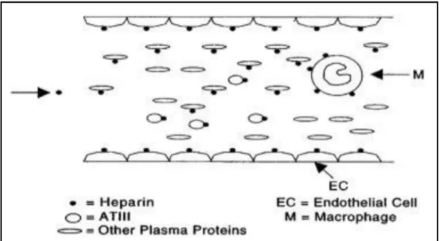 Figure 6: Schéma montrant les différentes structures plasmatiques qui se  lient à l’héparine [13]
