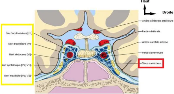 Figure 1 : coupe coronal montrant le contenu du sinus caverneux   [7] 