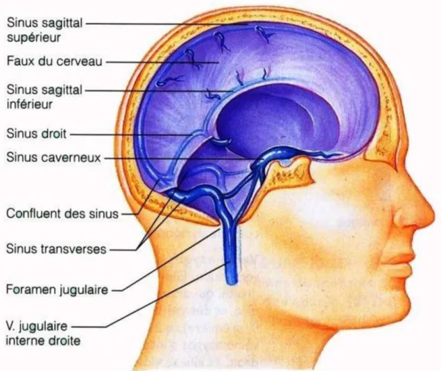Figure 2 : schéma des veines cérébrales et les sinus veineux cérébraux [8] 