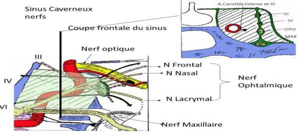 Figure 4 : schéma montrant les différents nerfs passant a travers la loge caverneuse  [16]