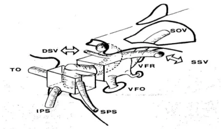 Figure 6 : Le drainage veineux de la base du crâne vue par le dessus et  de côté. Le sinus caverneux est présenté avec ses affluences et ses voies de 