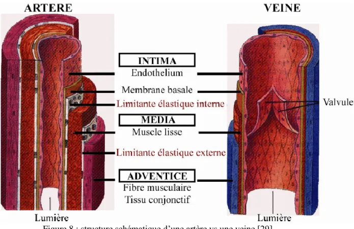 Figure 8 : structure schématique d’une artère vs une veine [29].  