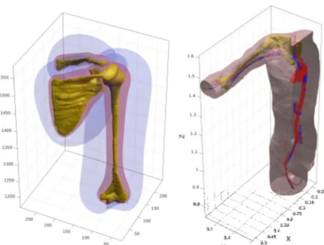 Fig. 1. Left: isosurfaces of weight functions corresponding  to  clavicle,  scapula  and  homerus