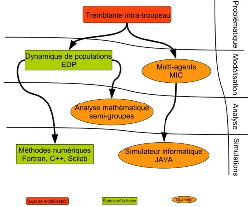 Fig. 1.1 – Le sch´ema de la th`ese illustrant l’´etude de la tremblante par l’approche de mod´elisation : math´ematique et informatique.