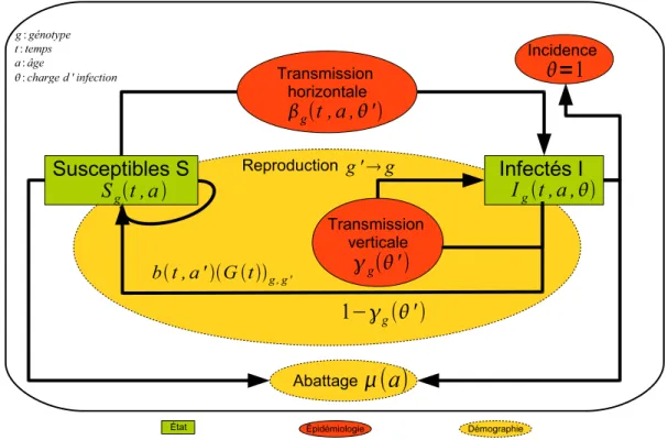 Fig. 3.1 – Repr´esentation de la structure du troupeau et des processus d´emographiques et ´epid´emiologiques du mod`ele de la propagation intra-troupeau de la tremblante.