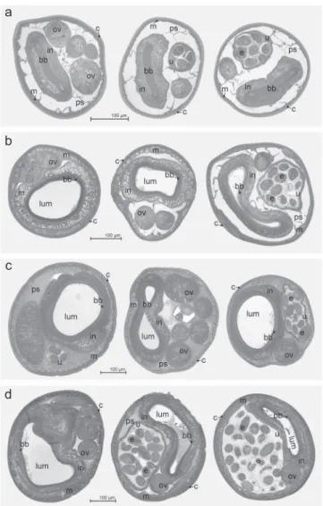 Figure 2a shows the normal ultrastructure of the cuticle and muscular tissue from control worms (obtained from goats fed a polyphenol-free diet) including normal longitudinal body ridge, cuticle, parts of several muscle cell and pseudocoele.