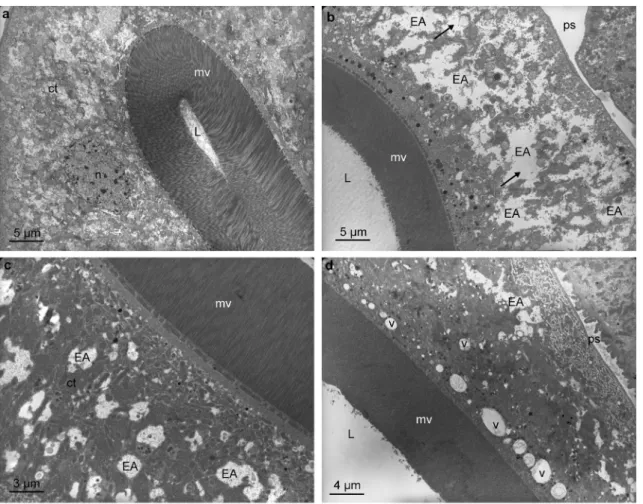 Figure 3. Transmission electron microscopy (TEM) of intestinal cells of Haemonchus contortus obtained from goats either (a) on control (polyphenol-free) diet, (b) fed tzalam fodder, (c) drenched with quebracho or (d) fed sainfoin fodder