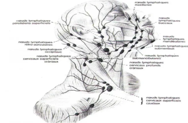 Figure 13:lymphatique du SCM(12) 