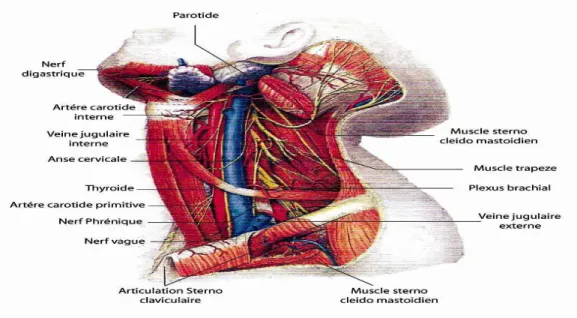 Figure 15:rapports du muscle SCM(12) 