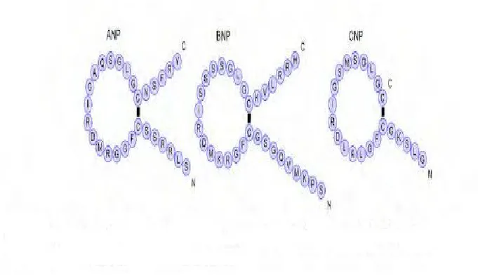 Figure 5: Structure des peptides natriurétiques humains(14) 