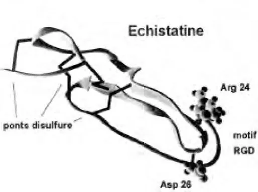 Figure 8: Structure moléculaire de l'échistatine (26) 