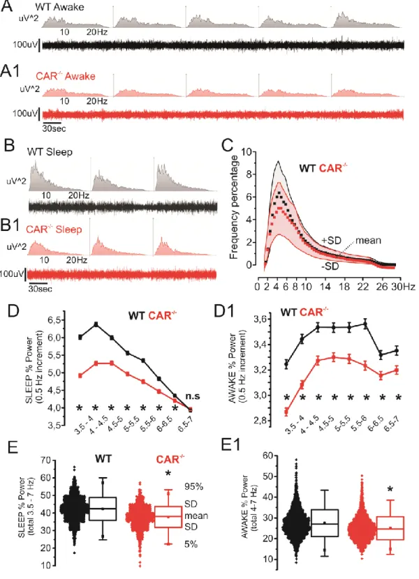 Figure 3.  Decreased theta EEG activity in CAR -/-  mice. A-B) Examples of EEG and  correspondent  spectrogram  (WT  and  CAR -/- , awake/exploration  and  sleep;  0-30Hz)