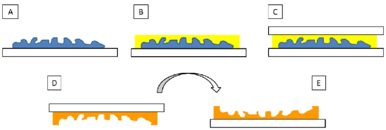 Fig. 1. Main steps  of the manufacturing  of a molding using  our sol-gel solution deposition  method:  (A) First, the studied structure (in blue) is  deposited on a glass slide (in white); (B) Then, at room temperature (20°C) and room relative humidity (4