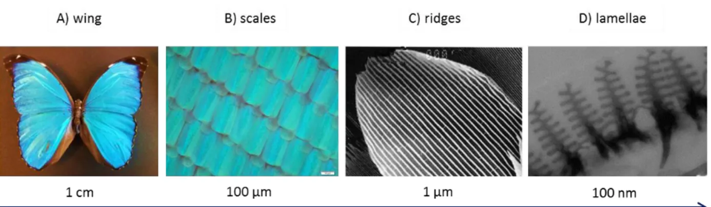 Fig.  2.  Multiscaled Morpho  menelaus  structure:  (A)  Dorsal  side  of  a Morpho  menelaus  male;  (B)  Magnification  of  the  wing  surface  using  an  optical  microscope:  we  can  see  scales  arranged  like  roof  tiles;  (C)  Each  scale  is  cov