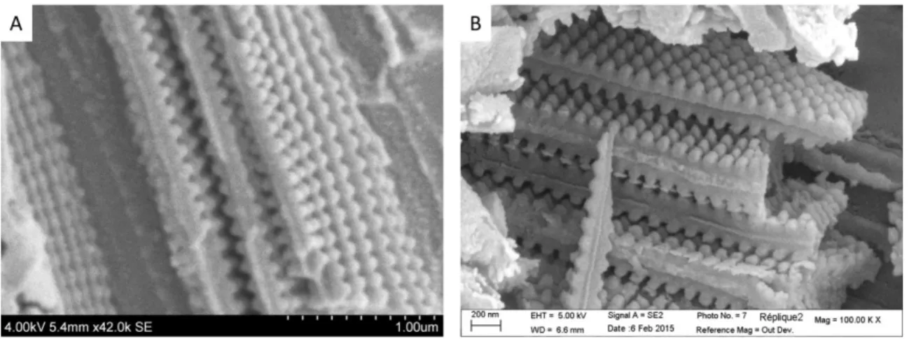 Fig.  4.  Morpho  menelaus  wing  inverse  replicas  (top  views):  the  replica  of  three  ridges  is  shown  in  (A)  and  of  four  ridges  in  (B)