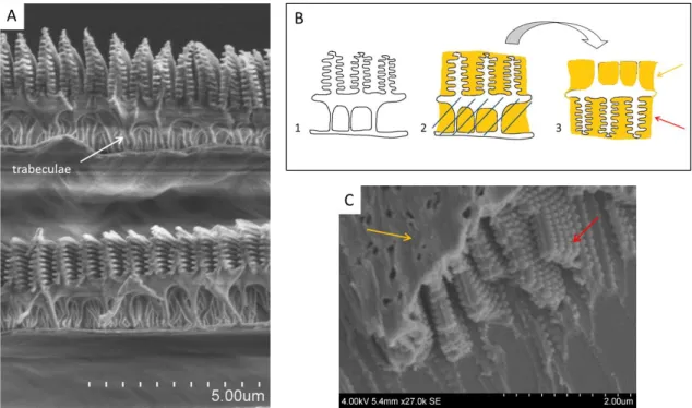 Fig.  6.  (A)  SEM  image  of  the  cross-section  of  two  overlapped  Morpho  cypris  scales:  the  trabeculae  are  clearly  visible  and  pointed  by  a  white  arrow; (B) Reminder of the different molding process steps applied to a Morpho blue scale: 