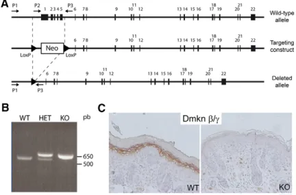 Fig. 2. Dmkn gene targeting. (A) Schematic drawing of the Dmkn wild-type locus, the targeting construct containing the neomycin selector gene, and the deleted allele obtained after  Cre-mediated excision