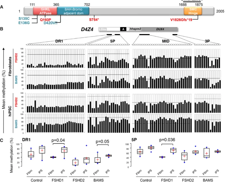 Figure 3. D4Z4 remethylation is impaired by mutation in SMCHD1. (A) Schematic representation of the SMCHD1 protein and position of mutations in BAMS (cyan) or FSHD2 patients (red)