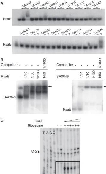Figure 4. RsaE interacts with the 5 0 end region of opp3A (SA0849) mRNA. (A) Gel retardation assay of labeled RsaE (0.4 pmol) incubated with synthetic RNAs (4 and 40 pmol), corresponding to  dif-ferent 5 0 gene ends of the indicated genes (see Supplementar