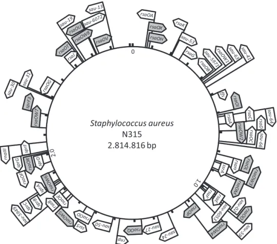 Figure 5. Genomic map showing the distribution of S. aureus sRNAs. Flags indicate the names of sRNAs that were predicted and conﬁrmed by northern blot analysis; sRNAs uncovered by the present work are highlighted in grey (34–37,58).