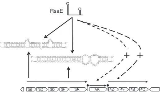 Figure 6. RsaE targets two SD sequences within the same mRNA. The transcriptional organization of the S