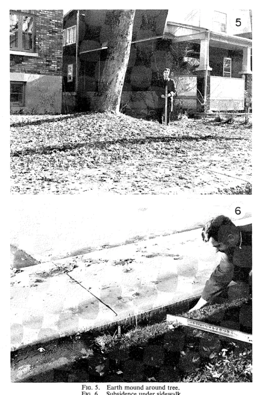 FIG.  5.  Earth  mound  around tree. 