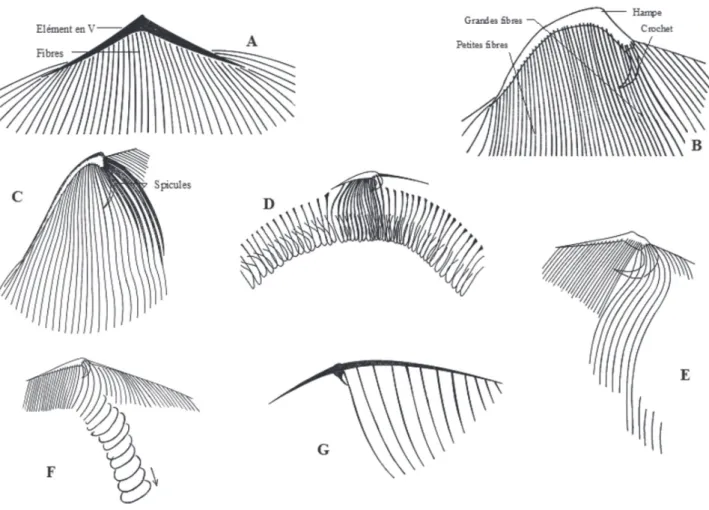 Figure 11. – Cytosquelette des genres représentatifs de la famille des Radiophryida (d’après de Puytorac et Dragesco, 1969, sauf D).