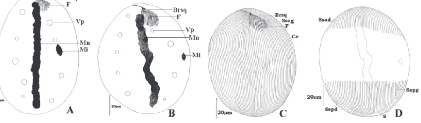 Figure 3. – Paracoelophrya polymorphus n. sp.