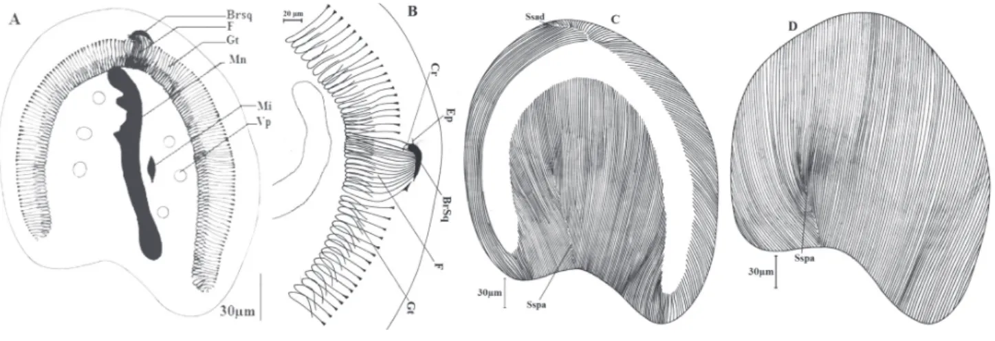 Figure 5. – Dicoelophrya almae de Puytorac et Dragesco, 1969