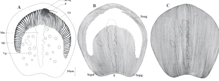 Figure 7. – Dicoelophrya nkoldensis n. sp.