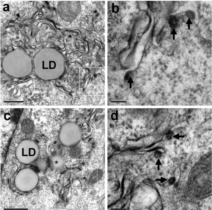 Fig. 1. Electron micrographs of BHK-21 cells producing the HCV core 1a (a, b) and 1aY164F  (c,  d)  proteins