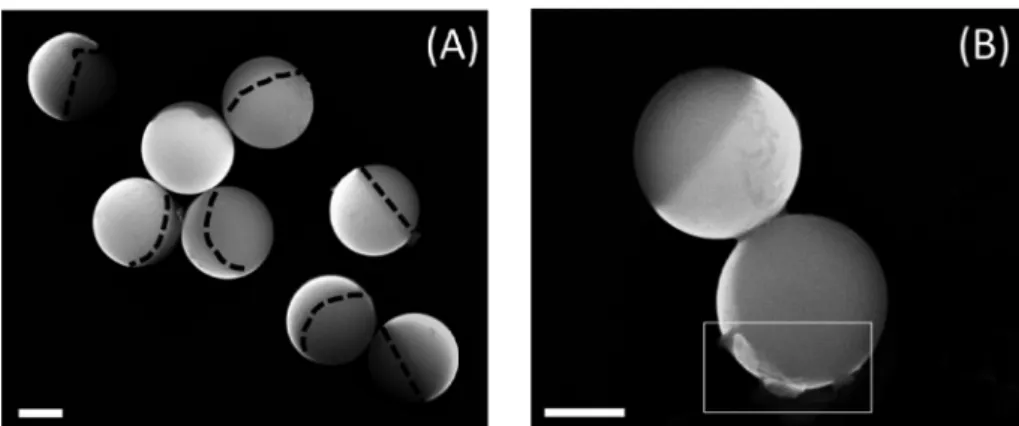 Figure 2. (A) Selected circular trajectories of Janus particles at the horizontal air−water interface (x y plane) under diﬀerent fuel concentrations ([H 2 O 2 ] V ) over 20 s