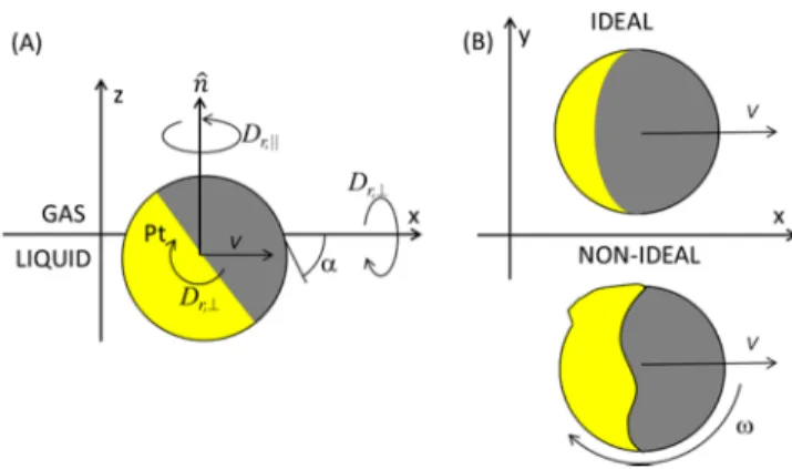 Figure 4. Sketches: (A) Side view of an ideal Janus colloid attached onto a gas−liquid interface with a contact angle α