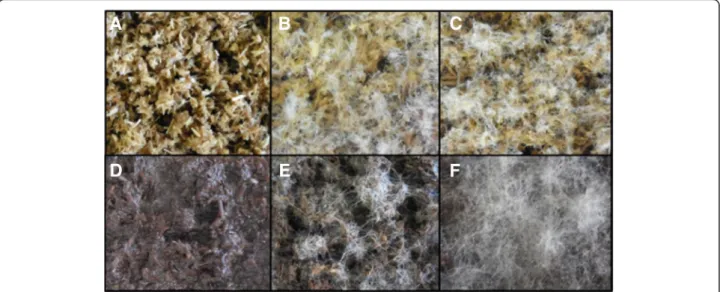 Figure 1 Evaluation of the growth capabilities of Laetisaria arvalis on biomass . Solid-state cultures on wheat straw (A,B,C) and wheat straw residue (WS-R) resulting from steam explosion under acidic conditions and subsequent saccharification with a Trich