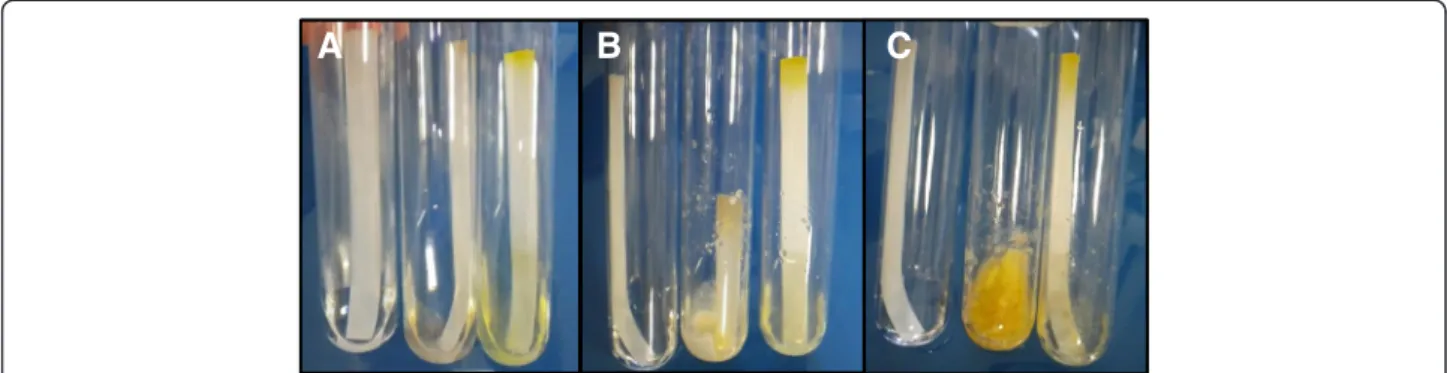 Figure 2 Evaluation of the cellulose-degrading capabilities of Laetisaria arvalis. Growth was performed in minimal medium containing filter paper strips as the sole carbon source