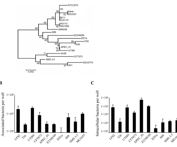 Figure 7. Phylogenic tree and studies on adhesion and invasion levels of E. coli strains