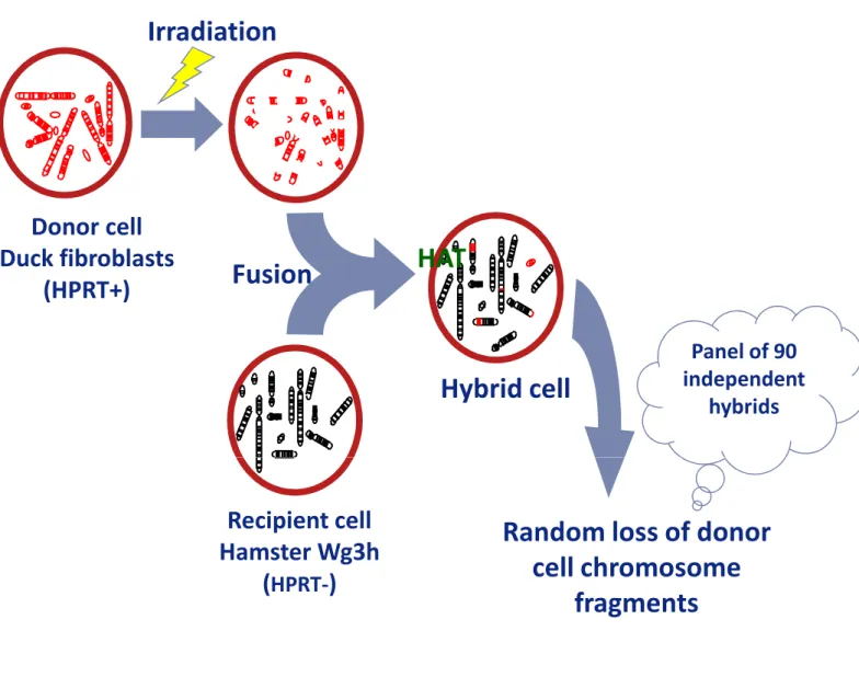 Figure I-9: principle of RH panel construction HPRT- deficient recipient cells are fused with donor cells, whose chromosomes are broken by irradiation