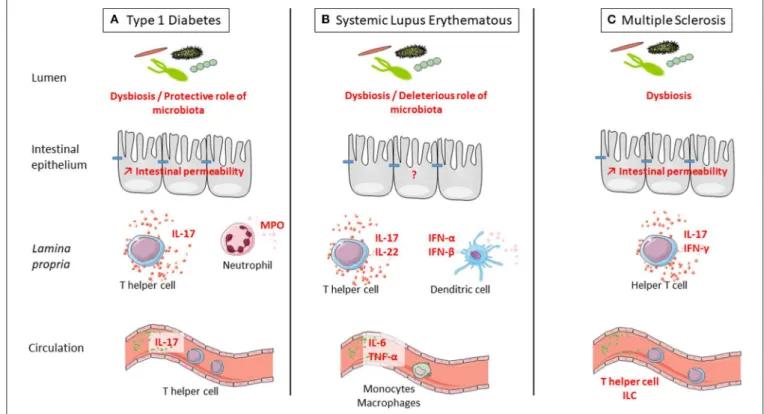 FIGURE 2 | Defect of intestinal barrier and systemic immune response is observed in three examples of autoimmune disorders (ADs): type 1 diabetes (T1D), systemic lupus erythematosus (SLE), and multiple sclerosis (MS)